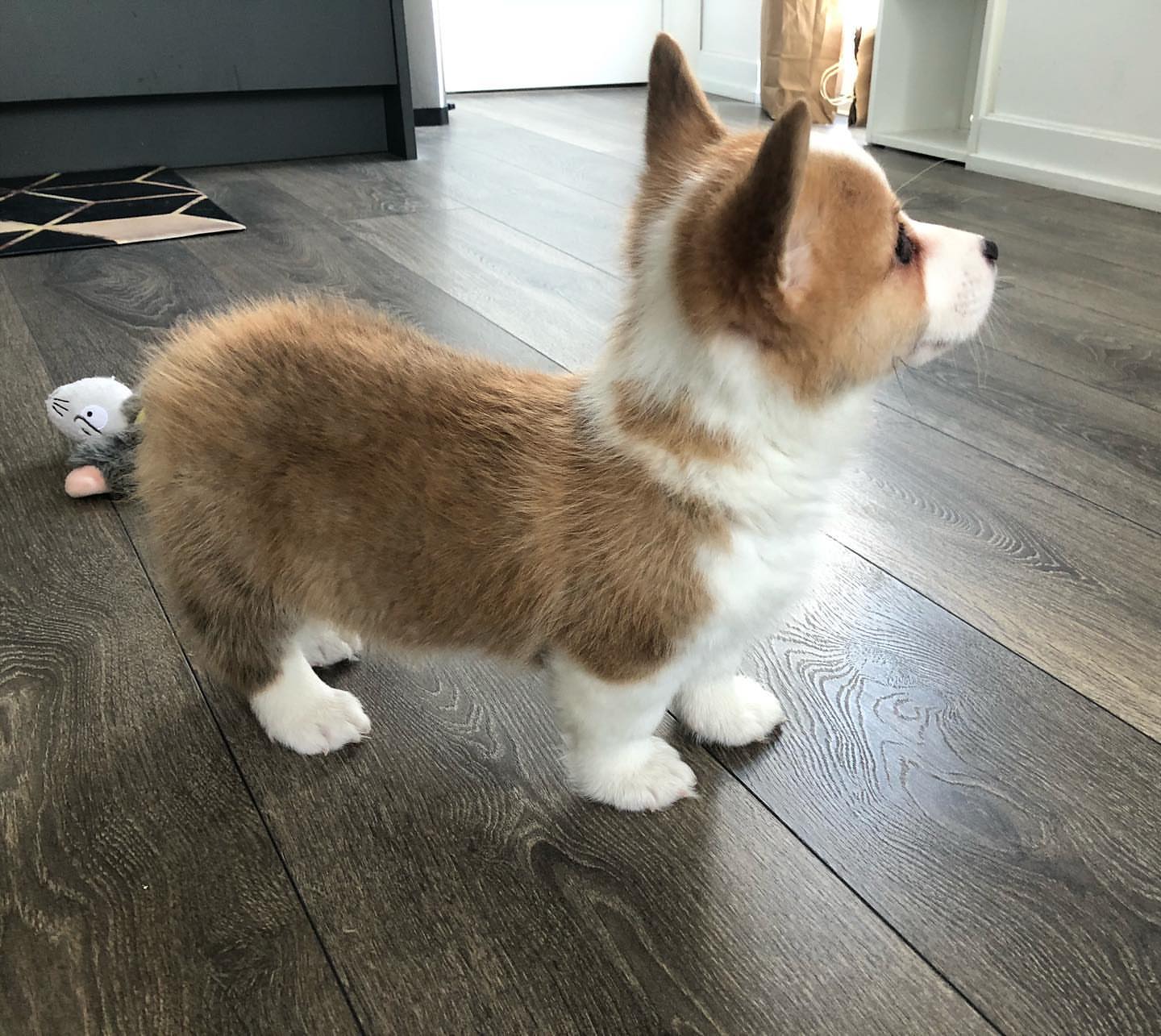 corgi (3)