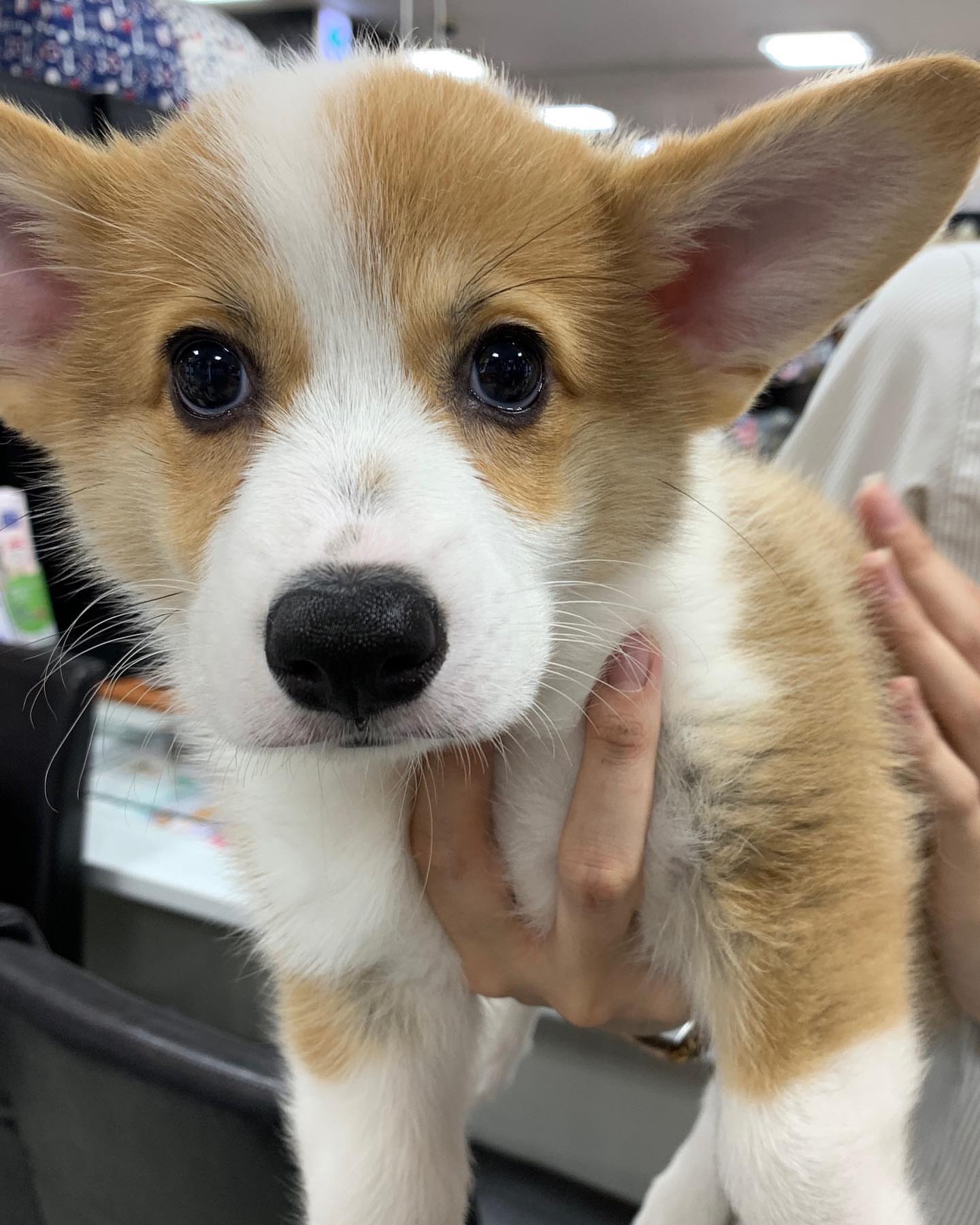 corgi (3)