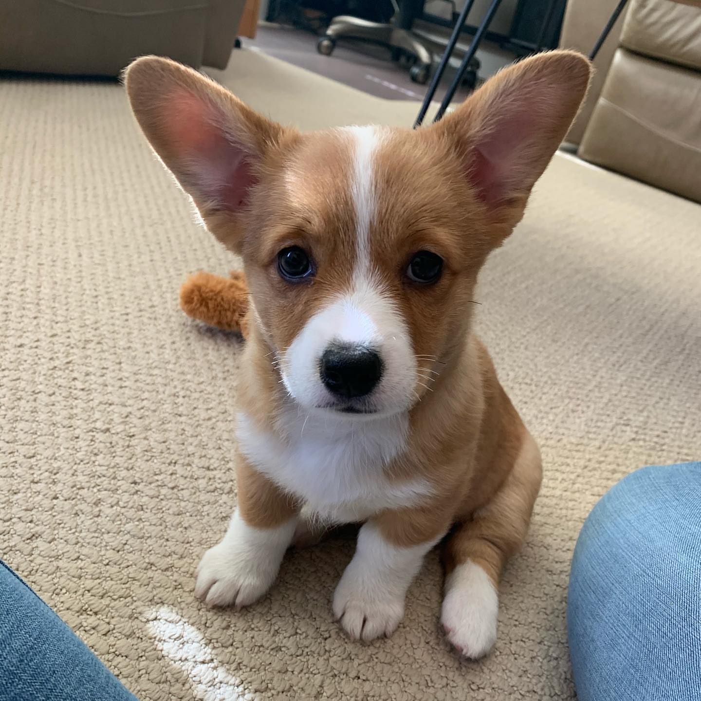 lola_the_corgi___-20240217-0001